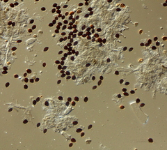 Panaeolus acuminatus