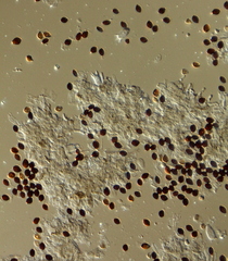 Panaeolus acuminatus