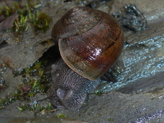 Helminthoglypta nickliniana