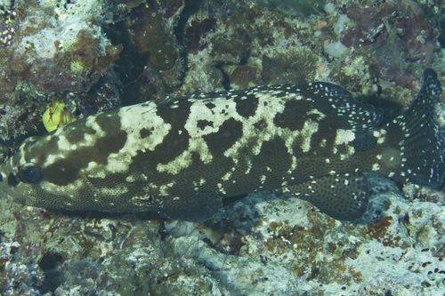 Camouflage Grouper