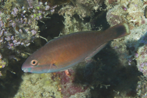 Scarus longipinnis observed 2025-09-20