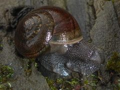 Helminthoglypta nickliniana