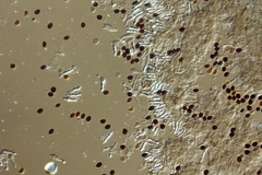 Panaeolus acuminatus