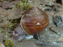 Helminthoglypta nickliniana