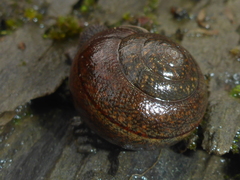 Helminthoglypta nickliniana
