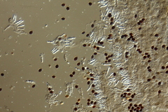 Panaeolus acuminatus