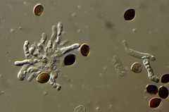 Panaeolus acuminatus