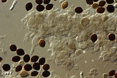 Panaeolus acuminatus