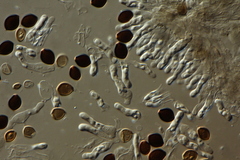 Panaeolus acuminatus