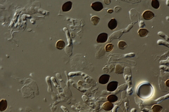 Panaeolus acuminatus