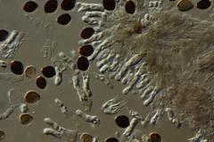 Panaeolus acuminatus