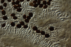 Panaeolus acuminatus