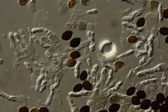 Panaeolus acuminatus