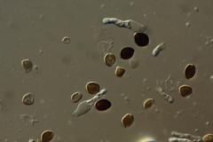 Panaeolus acuminatus