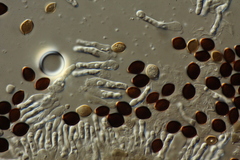 Panaeolus acuminatus