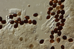 Panaeolus acuminatus