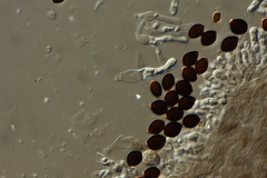 Panaeolus acuminatus