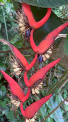 Vincent Mia Edie Verheyen, CC BY, iNaturalist via GBIF Heliconia pendula, photograph Vincent Mia Edie Verheyen, CC BY, iNaturalist via GBIF