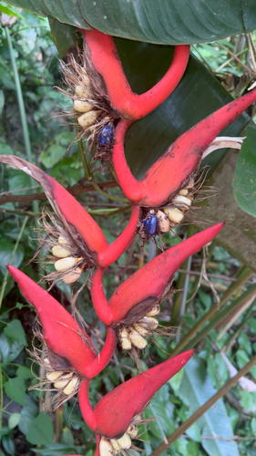 Heliconia pendula, photograph 4
