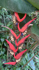 Vincent Mia Edie Verheyen, CC BY, iNaturalist via GBIF Heliconia pendula, photograph Vincent Mia Edie Verheyen, CC BY, iNaturalist via GBIF
