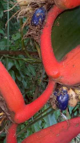 Heliconia pendula, photograph 6