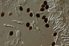 Panaeolus acuminatus