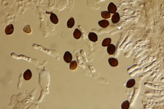 Panaeolus acuminatus