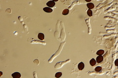 Panaeolus acuminatus