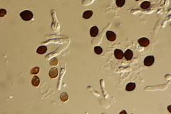 Panaeolus acuminatus