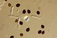 Panaeolus acuminatus