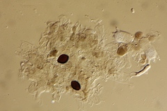 Panaeolus acuminatus