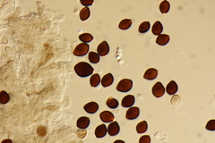 Panaeolus acuminatus