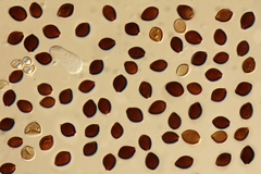 Panaeolus acuminatus