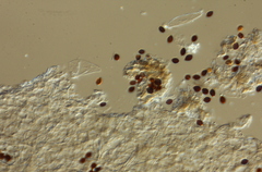 Panaeolus acuminatus