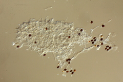 Panaeolus acuminatus