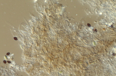 Panaeolus acuminatus