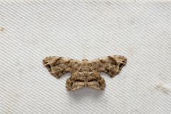 Dysaethria fulvihamata