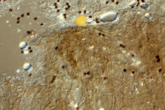 Panaeolus acuminatus