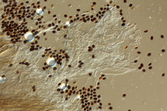 Panaeolus acuminatus