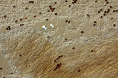 Panaeolus acuminatus