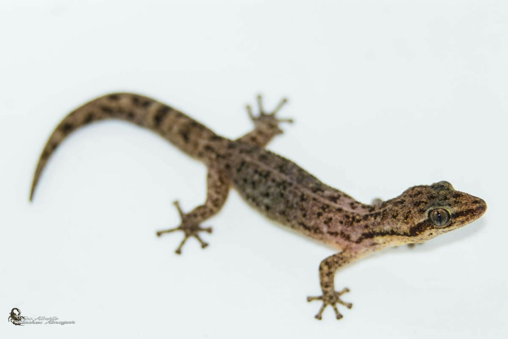 Duellman's Pigmy Leaf-Toed Gecko