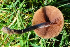 Panaeolus acuminatus