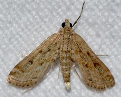 Parapoynx allionealis