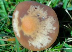 Panaeolus acuminatus