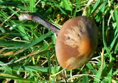 Panaeolus acuminatus