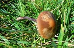 Panaeolus acuminatus