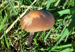 Panaeolus acuminatus