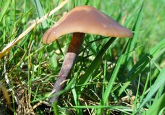 Panaeolus acuminatus