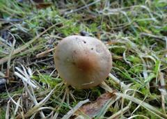 Panaeolus acuminatus