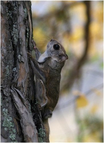 Siberian Flying Squirrel